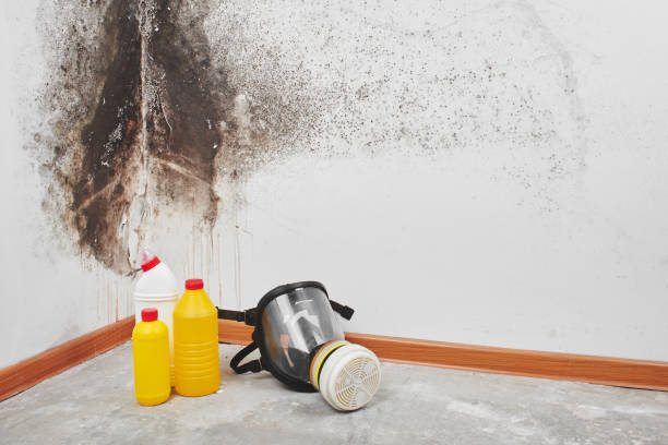Best Mold Damage Repair  in Moorhead, MN