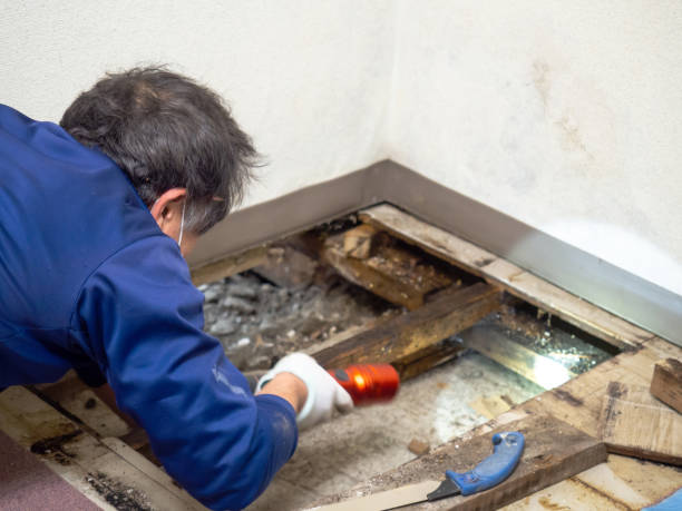 Best Mold Remediation Services  in Moorhead, MN