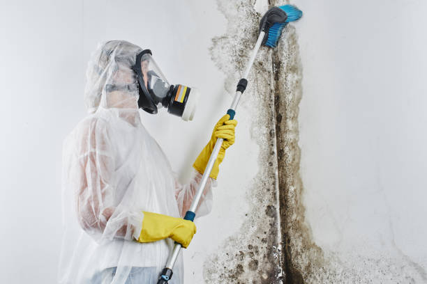 Best Mold Testing  in Moorhead, MN