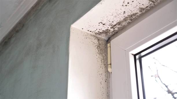 Best Residential Mold Removal  in Moorhead, MN