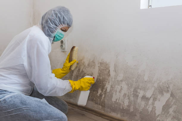 Best Toxic Mold Removal  in Moorhead, MN