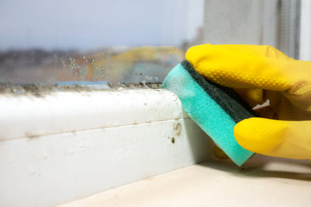 Best Affordable Mold Removal  in Moorhead, MN