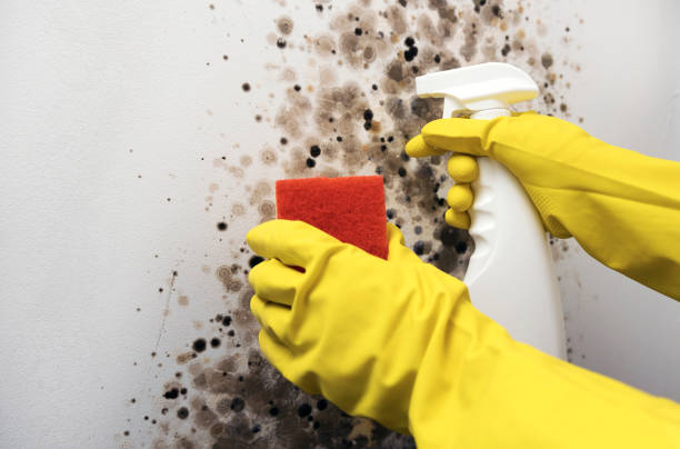 Best Home Mold Removal  in Moorhead, MN