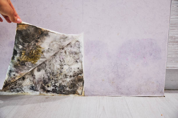 Best Fast Mold Removal  in Moorhead, MN